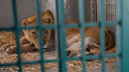 Zoo d'Alep : des bénévoles sauvent une lionne enceinte et sur le point d'accoucher