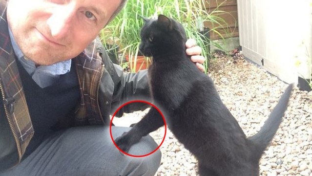 Découvrez Deandra, la chatte unique au monde avec ses pattes palmées !