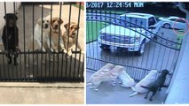 Grâce à leur caméra, ils découvrent que leurs chiens reçoivent une visite très spéciale en leur absence