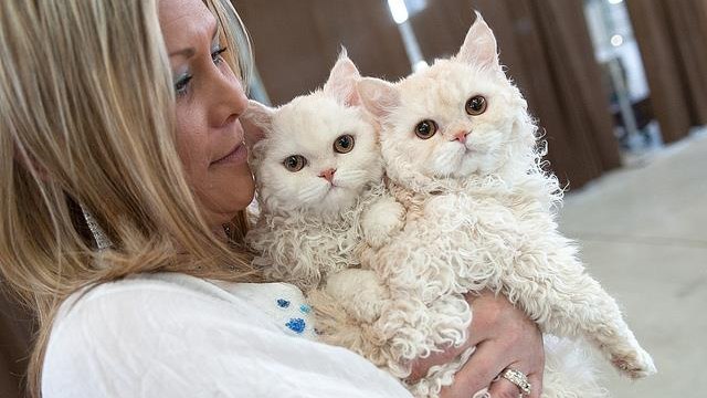 Chat-mouton ou chat-caniche, découvrez le Selkirk rex et sa jolie frimousse toute frisée !