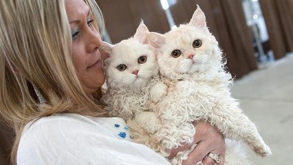 Chat-mouton ou chat-caniche, découvrez le Selkirk rex et sa jolie frimousse toute frisée !
