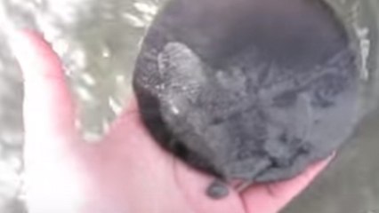 Dollar de sable : une espèce encore méconnue que vous pouvez trouver sur la plage cet été