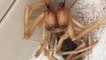 Il découvre une effrayante créature "mi-araignée, mi-scorpion" dans sa maison en travaux