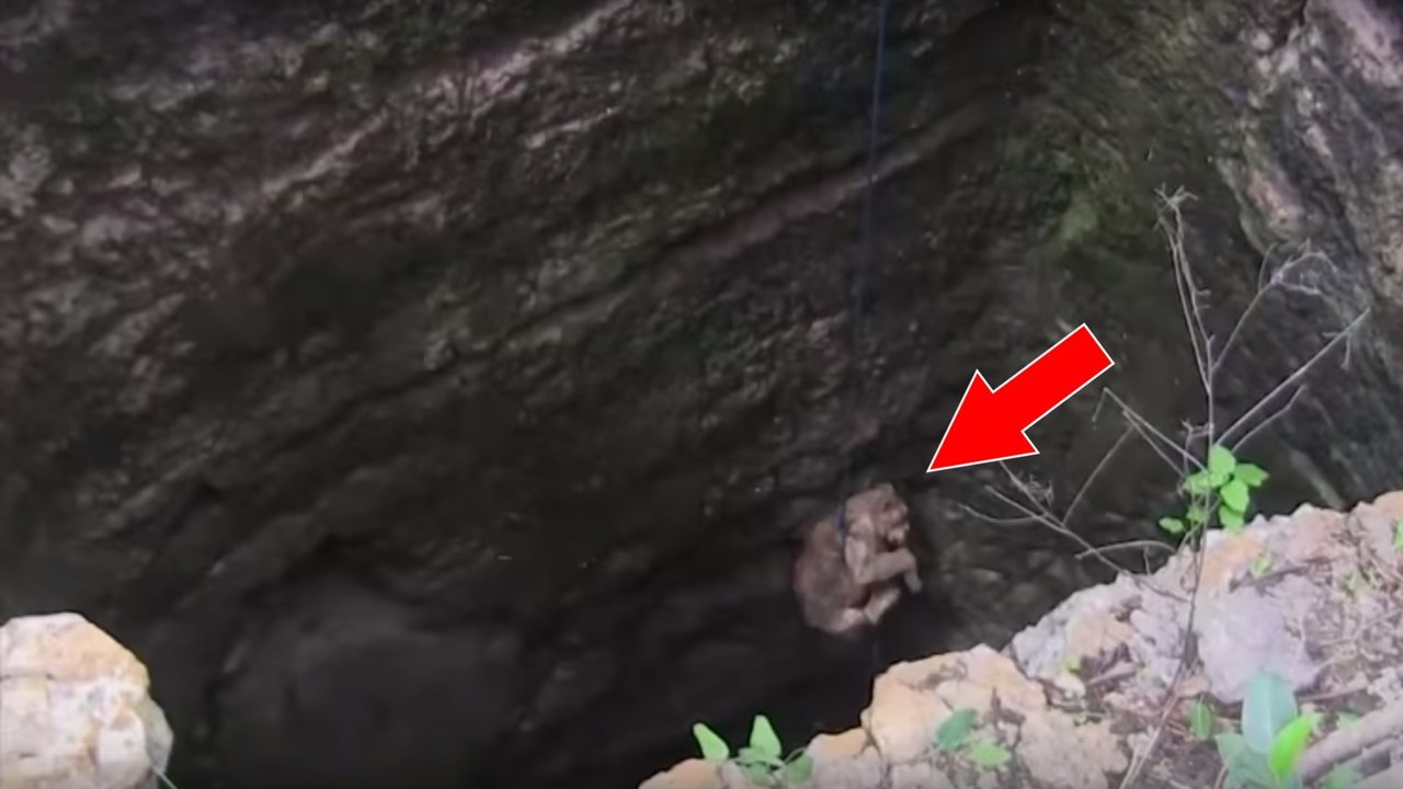 Des villageois sauvent un lionceau coincé dans un puits