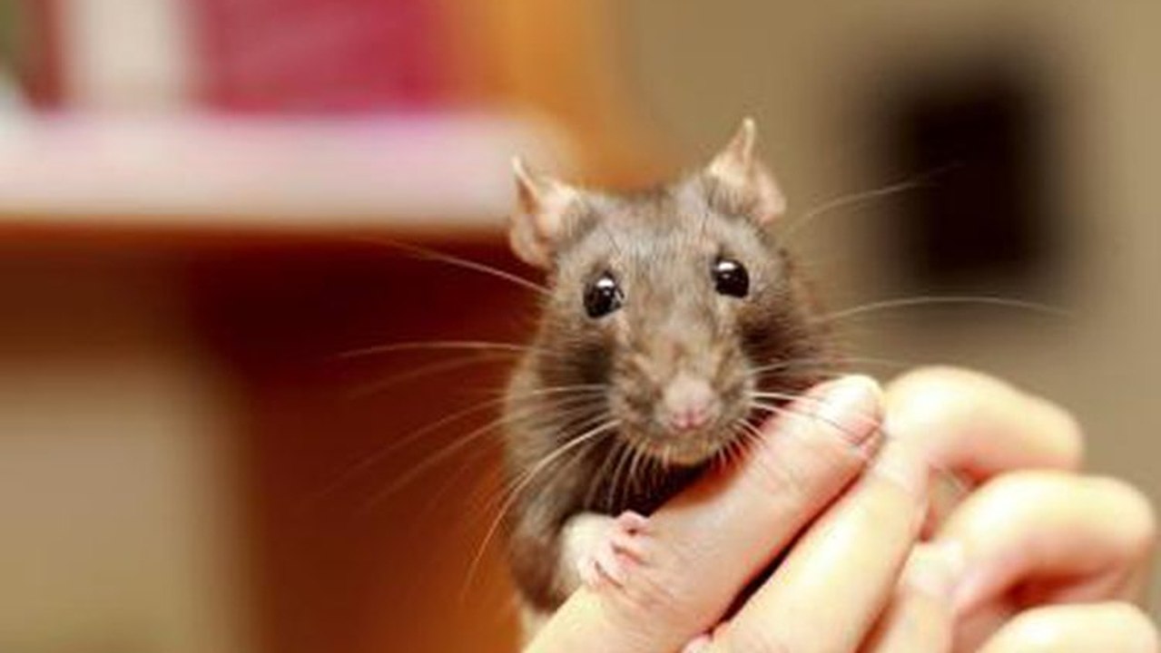 Une photographe réalise un shooting photo très spécial pour redorer l'image des rats