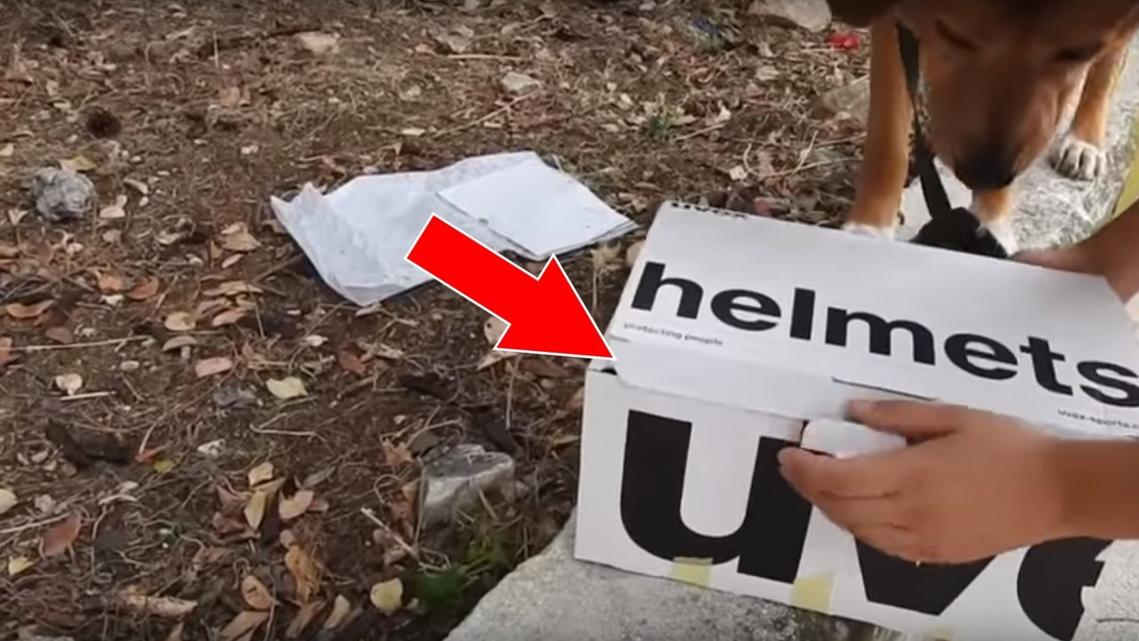 Un chien sauve 4 chatons abandonnés dans un carton en pleine montagne