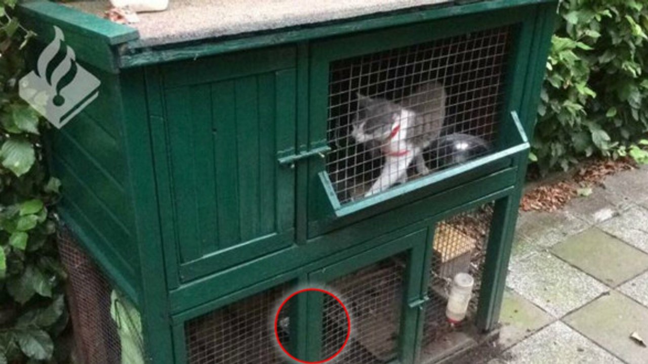 Une famille part en vacances en laissant sa chatte et ses petits enfermés dans une cage à lapin
