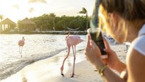 Des flamants roses à la plage : la Flamingo Beach de l'hôtel Renaissance Aruba Resort and Casino