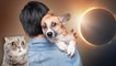 Eclipse solaire : quels effets sur les animaux sauvages et domestiques ?