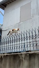 Agile Cat Tip Toes Along Decorative Fence