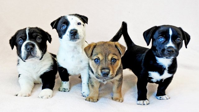 Voici Bighead, le chiot très croisé, court sur pattes et à la tête énorme !