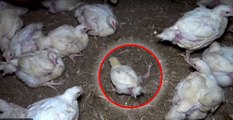 Une association de protection animale dévoile de terribles images d'un élevage intensif de poulets