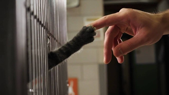 Chats, chiens : découvrez ce qui attire le plus les adoptants dans les refuges