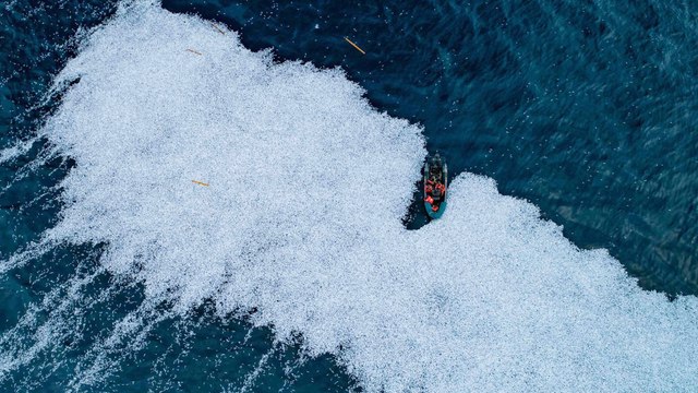 Banc de poissons morts dans le Golfe de Gascogne : «des pratiques courantes» chez les armateurs