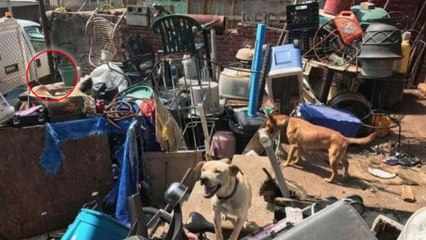 La SPA découvre une chienne et ses chiots dans une cour à l'abandon