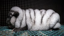 Fermes à fourrure : le calvaire des animaux gavés pour leur pelage