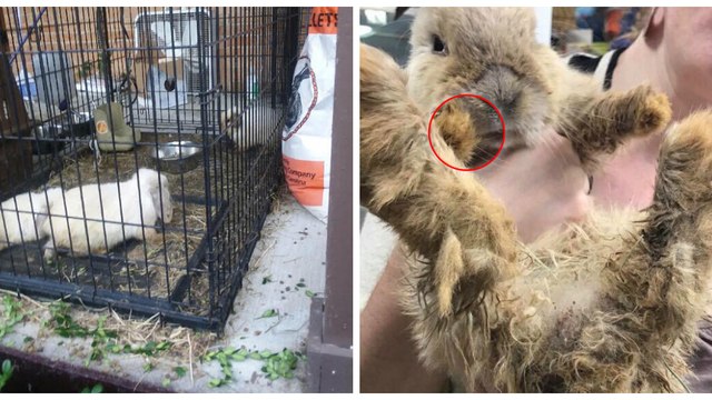 Victime de mauvais traitements, ce lapin avait les dents si longues qu'il ne pouvait même plus manger