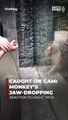 شاهد: رد فعل القرد الذي لا يقدر بثمن على الخدعة السحرية لزائر حديقة الحيوان