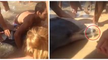 Piégé dans un filet, un dauphin vient réclamer l'aide des hommes sur la plage pour le libérer