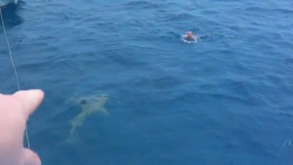 La parfaite réaction d'un nageur qui tombe nez à nez avec un requin