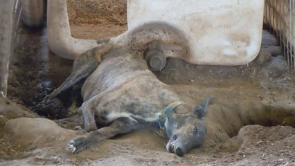 Plus d'une centaine de chiens maltraités et exploités pour leur sang