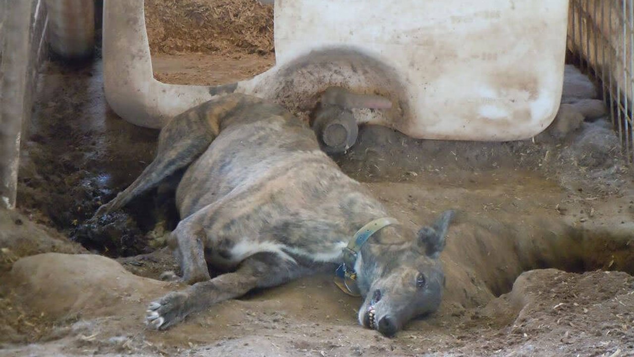 Plus d'une centaine de chiens maltraités et exploités pour leur sang