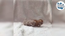 Premiers pas pour deux adorables chatons nouveaux-nés