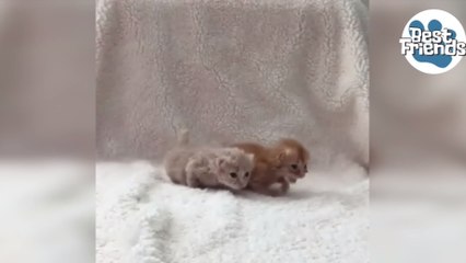 Premiers pas pour deux adorables chatons nouveaux-nés