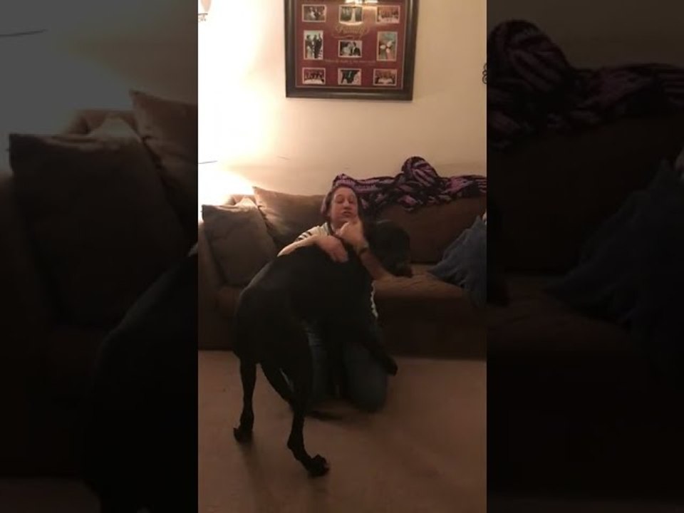 Great Big Great Dane Surprise