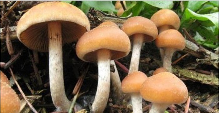 Les champignons hallucinogènes pourraient soigner les personnes dépressives