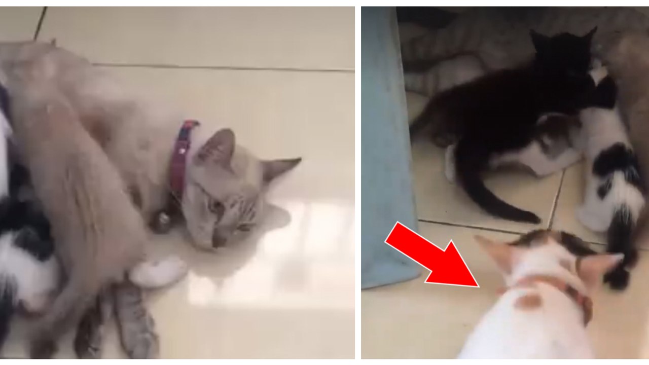 Un chat s'invite en plein repas entre une mère et ses petits pour avoir des câlins