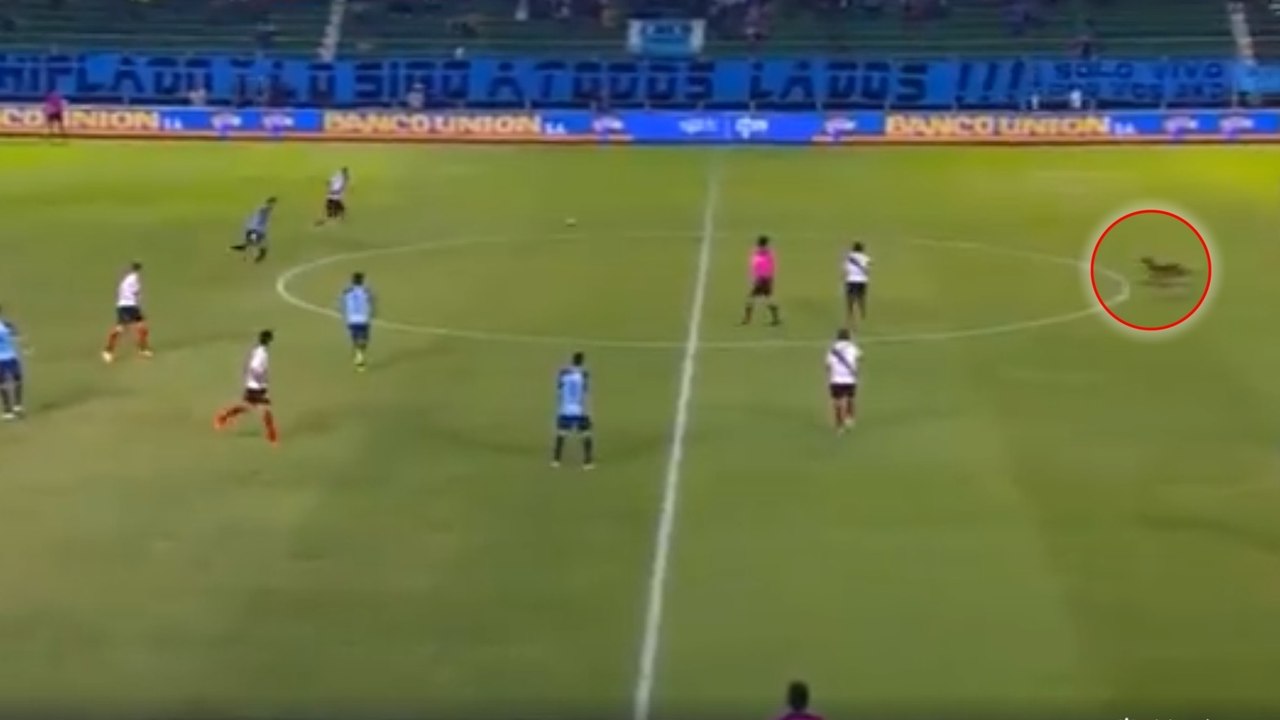 Bolivie : un chien s'invite en plein match de foot pour voler le ballon et la vedette aux joueurs