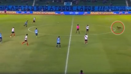 Bolivie : un chien s'invite en plein match de foot pour voler le ballon et la vedette aux joueurs