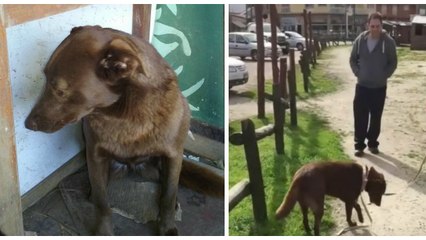 Retrouvailles émouvantes entre une chienne et son maître après 2 ans d'absence