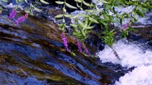 Relaxing Calm Mix Piano music  | Beautiful Nature | 4K