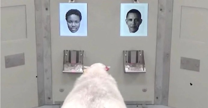 Les moutons seraient capables de reconnaître les visages humains