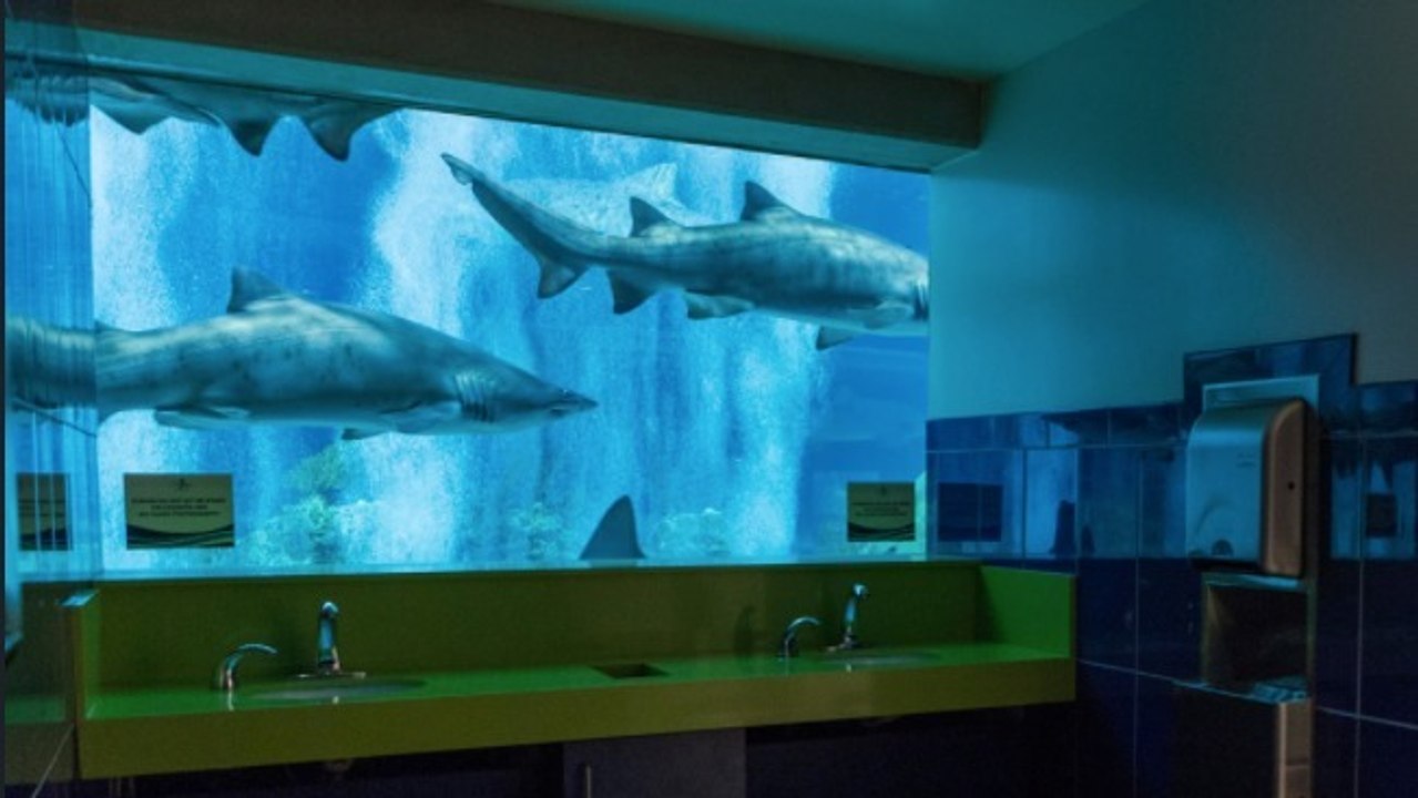 OdySea : l'aquarium de l'Arizona a reçu la récompense des meilleurs toilettes des Etats-Unis