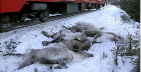 Norvège : des rennes massacrés en quelques jours à cause d'une aberration humaine