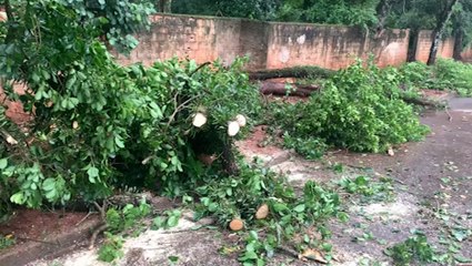 Árvore interdita trecho da Rua Copacabana