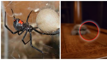 Découvrez Lucas, l'araignée la plus adorable du monde