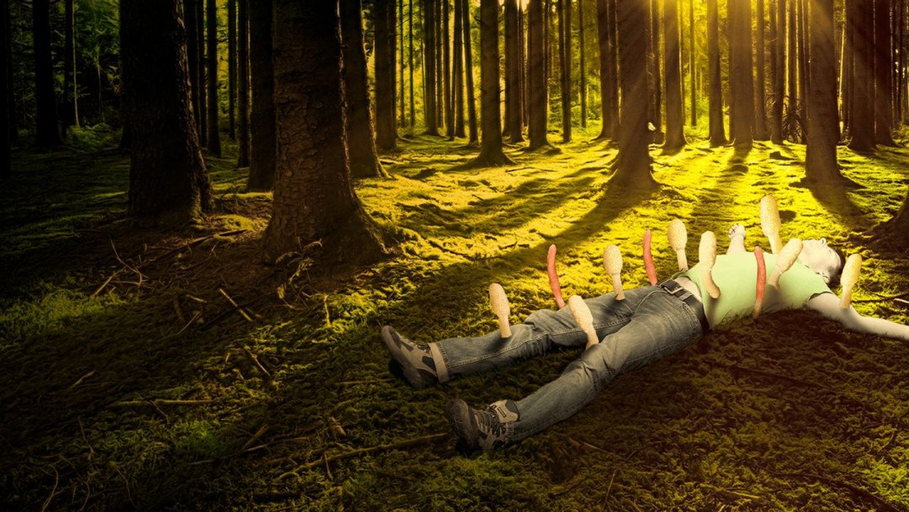 What If You Were Infected by the Cordyceps Fungus?