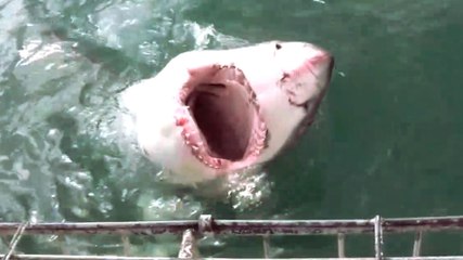 Afrique du sud : un requin attaque violemment une cage de plongée