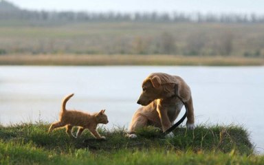 Pourquoi propriétaires de chien et propriétaires de chat ne devraient pas voyager ensemble