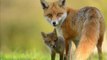 Au Royaume-Uni, la chasse aux renards ne sera pas rétablie
