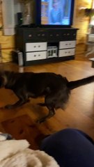 Playful Pupper Aims True