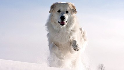 Tout, toutou, savoir sur le patou, le chien-star de Belle et Sébastien !