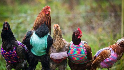 Cette femme crée des vêtements... pour poules !