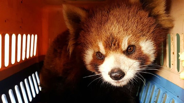 Les pandas roux, nouvelles victimes des braconniers ?