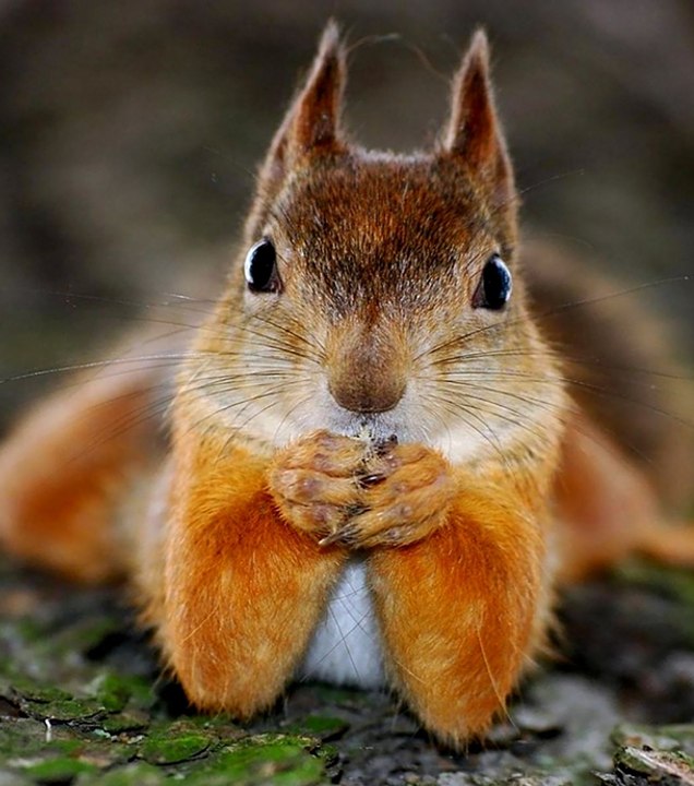 WTF : un écureuil ivre d’avoir mangé trop de pommes fermentées !
