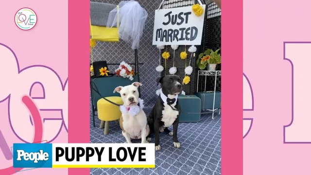 Puppy Love: One Women's Quest to Stage a Record-Breaking Dog Wedding with 160 Canine Couples